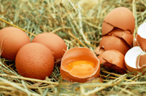 계란 껍질의 다양한 활용 방법
